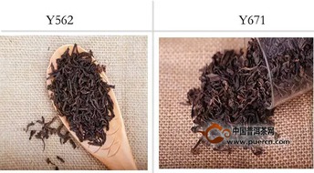 具有真性情的Y562和Y671茶葉