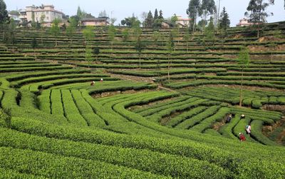 四川洪雅縣 茶文旅融合激活綠色經濟，昔日茶園變身魅力景區